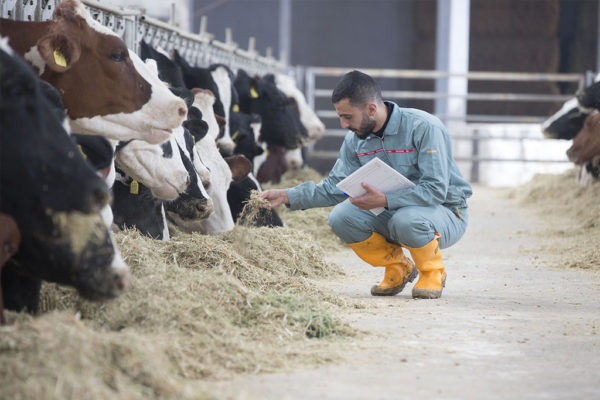 Al-Janoub-Farm-dairy-yogurt-cheese-lebanon-20