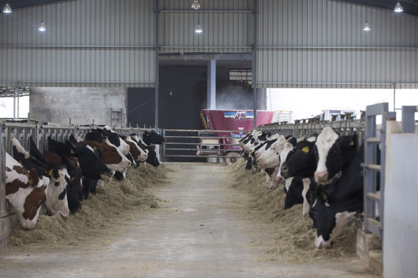 Al-Janoub-Farm-dairy-yogurt-cheese-lebanon-23