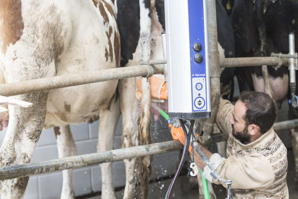 Al-Janoub-Farm-dairy-yogurt-cheese-lebanon-41