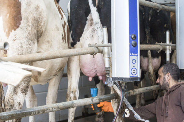 Al-Janoub-Farm-dairy-yogurt-cheese-lebanon-42