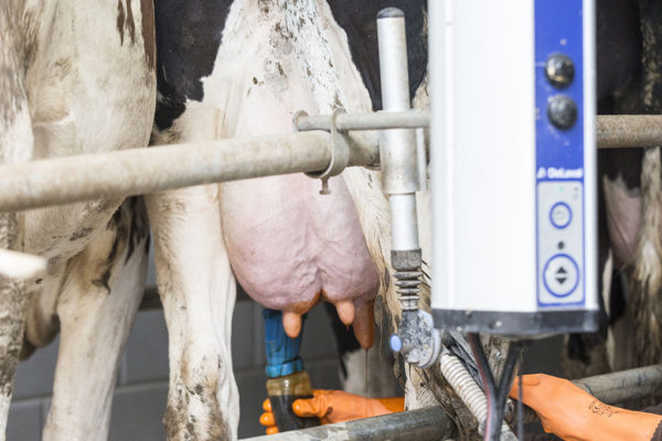 Al-Janoub-Farm-dairy-yogurt-cheese-lebanon-43