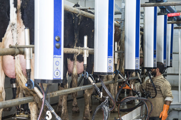 Al-Janoub-Farm-dairy-yogurt-cheese-lebanon-44