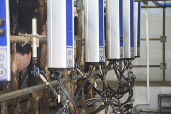 Al-Janoub-Farm-dairy-yogurt-cheese-lebanon-46