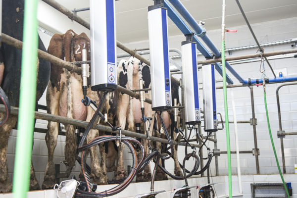 Al-Janoub-Farm-dairy-yogurt-cheese-lebanon-47